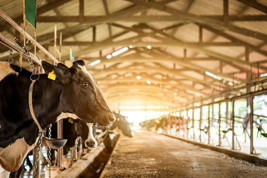 Dairy Farming Techniques and Practices