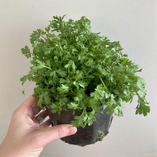 The Remarkable Health and Culinary Benefits of Cilantro