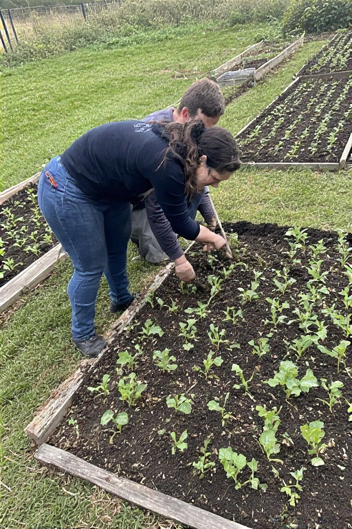 Best Soil Mix for Raised Vegetable Beds: The Key to Productive and Healthy Gardens