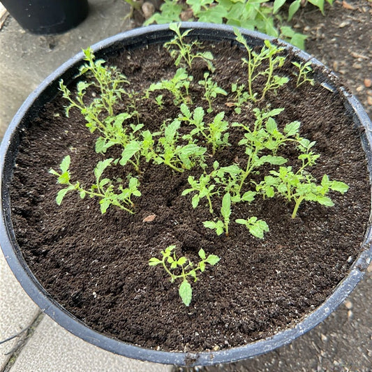 Best Soil for Growing Tomatoes in Containers: A Comprehensive Guide