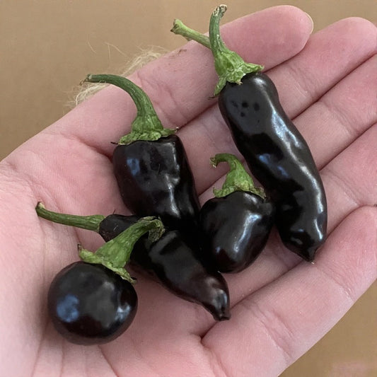 Black Cayenne Pepper: Cultivation, Uses, Flavor, and Benefits