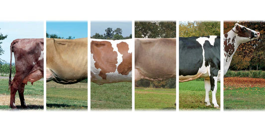 Types of Dairy Cattle Breeds