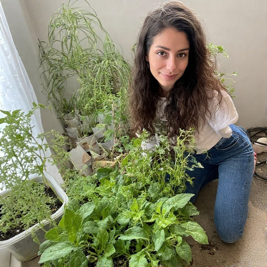 The Best Edible Houseplants for Apartment Gardeners