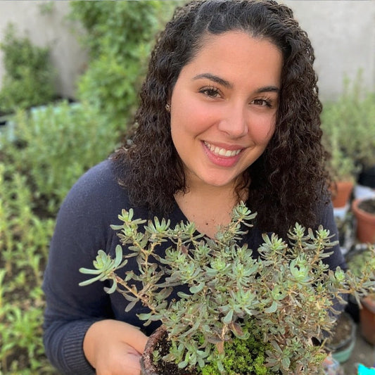 Growing Tips for Succulents in Humid Climates