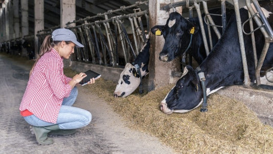 Ethical Considerations in Livestock Farming