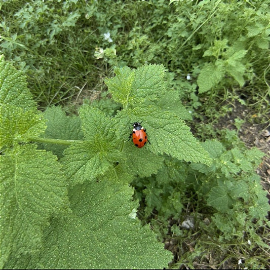 How to Attract Ladybugs and Other Beneficial Insects Naturally