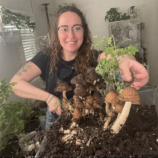 How to Grow Mushrooms Indoors: The Complete Beginner’s Guide