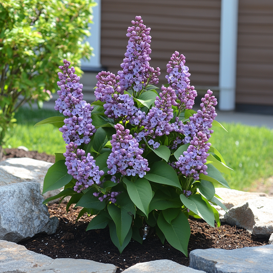 Understanding and Managing Lilac Transplant Shock