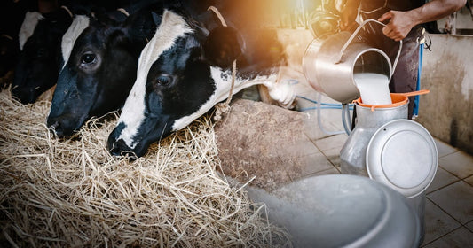 Dairy Farming Economics: Costs and Profits