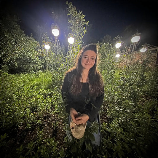 How to Create a Moon Garden for Nighttime Enjoyment