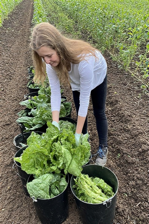 What Vegetables Grow Well in Buckets