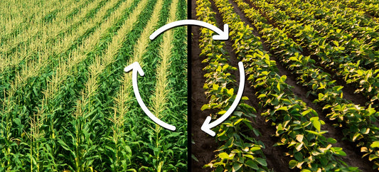 Crop rotation techniques for soil health and fertility