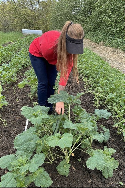 Cucumber Transplant Shock: What It Is and How to Prevent It