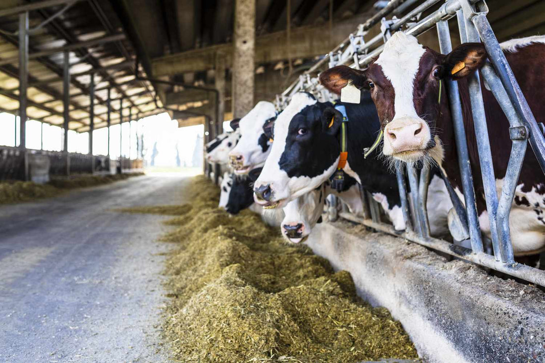 Dairy Farming Sustainability: Environmental Impact