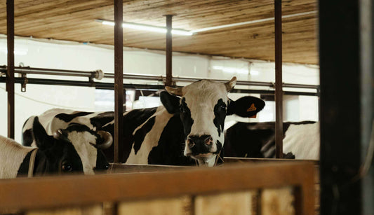 Dairy Farming Regulations and Compliance