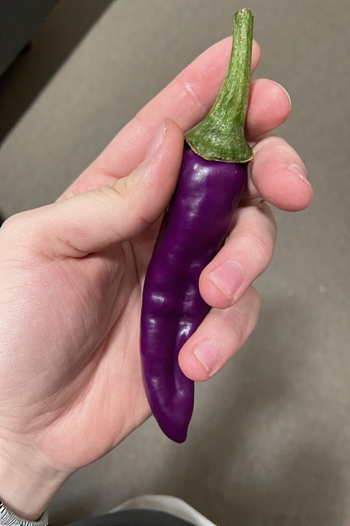 How Do You Grow Purple Cayenne Pepper? A Complete Guide from Seed to Harvest