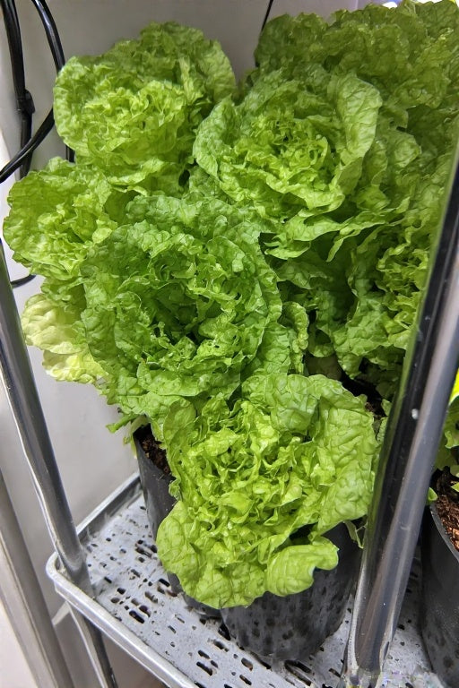 Fastest Growing Lettuce for Hydroponics: A Complete Guide