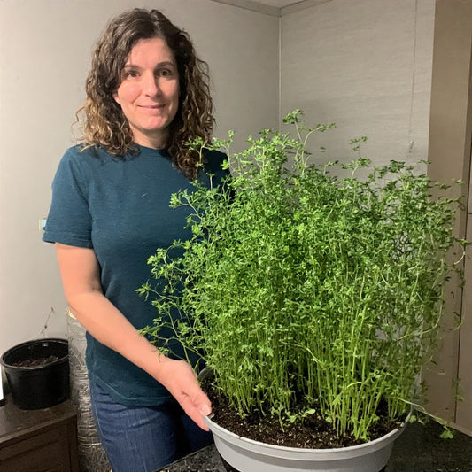 How to Grow Parsley from Seed Indoors: A Complete Guide for Home Gardeners