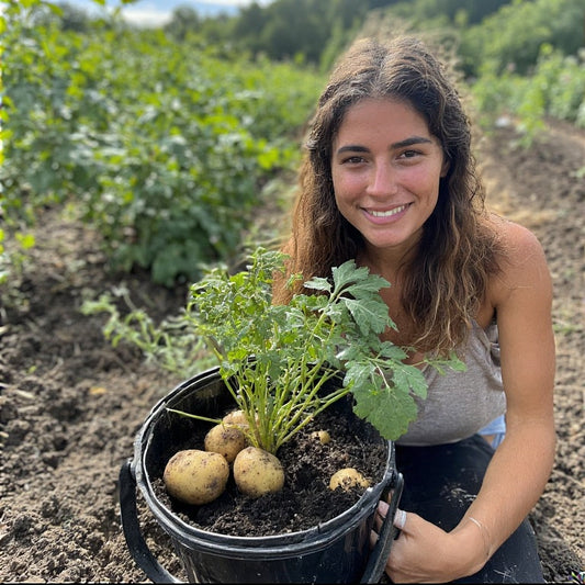 How to Grow Potatoes in a Plastic Bucket: A Complete Guide to Bucket Gardening