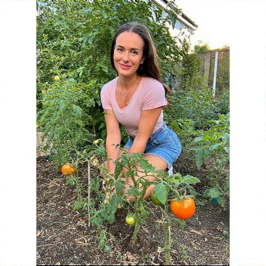 How to Grow Tomatoes in a Small Garden