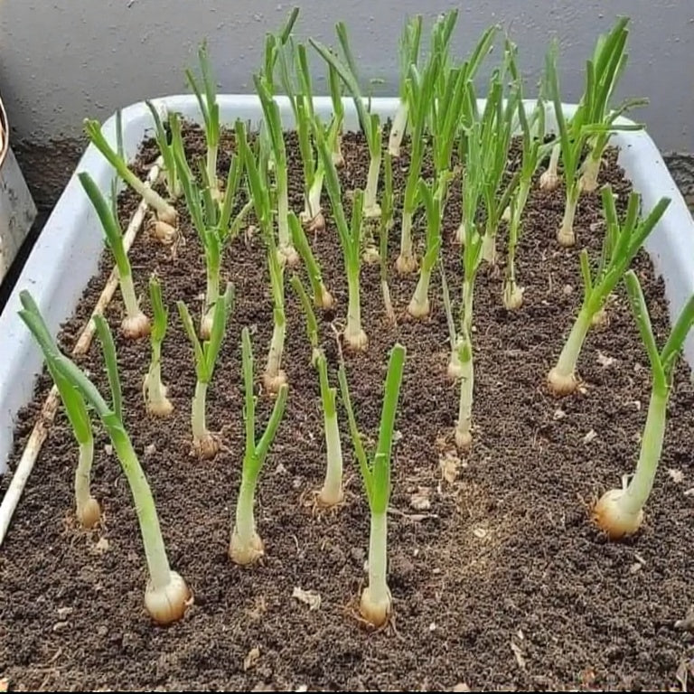How to Grow Onions from Kitchen Scraps: A Step-by-Step Guide to Regene ...