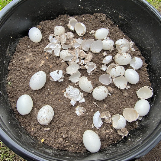 Harnessing the Power of Eggshells in Your Vegetable Garden