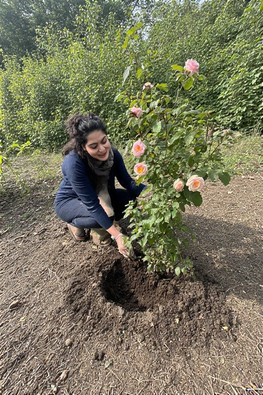 The Kashmiri Rose Plant: Beauty, Cultivation, and Cultural Significance