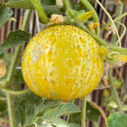 Lemon Cucumber: A Complete Guide to Growing, Harvesting, and Enjoying This Unique Heirloom Vegetable