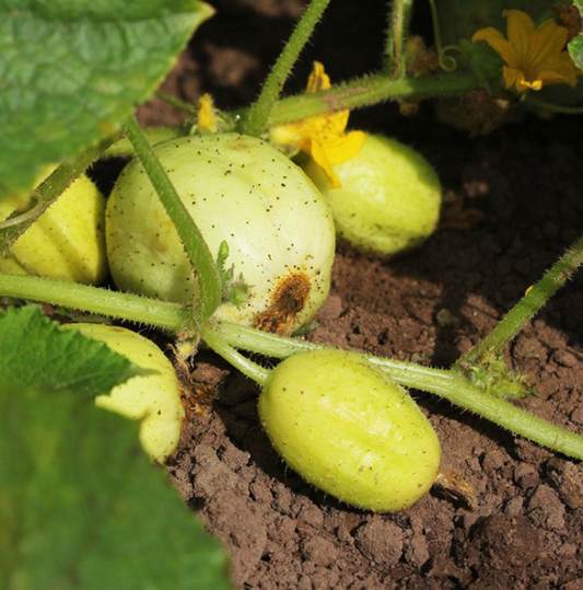 Lemon Cucumber Plant: A Complete Growing Guide