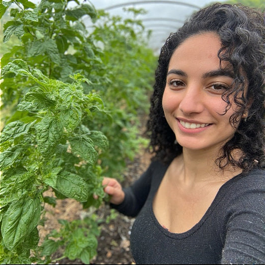 Holy Basil vs. Thai Basil: A Detailed Comparison for Gardeners and Cooks