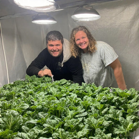 How to Grow Spinach Indoors Under Lights: A Complete Year-Round Guide