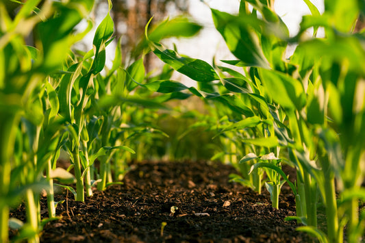 Sustainable farming practices in crop cultivation