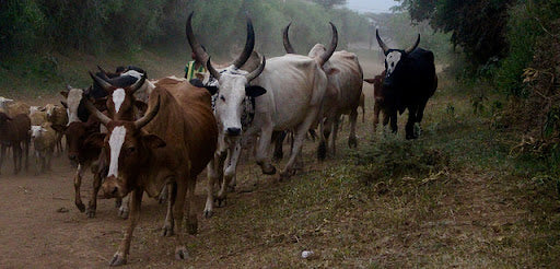 The Role of Genetics in Livestock Improvement