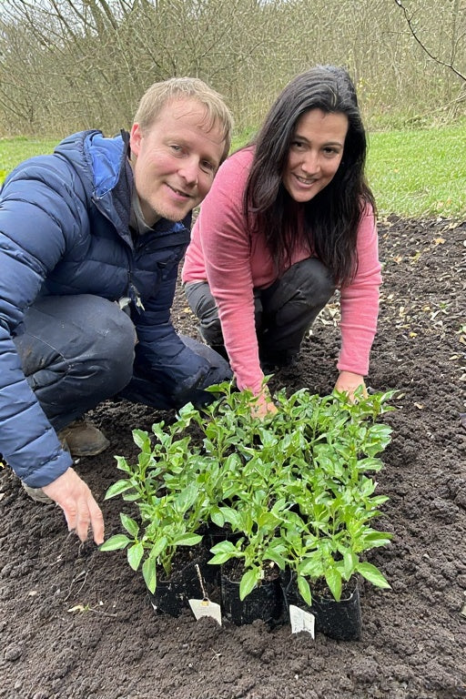 When to Transplant Pepper Seedlings Outside
