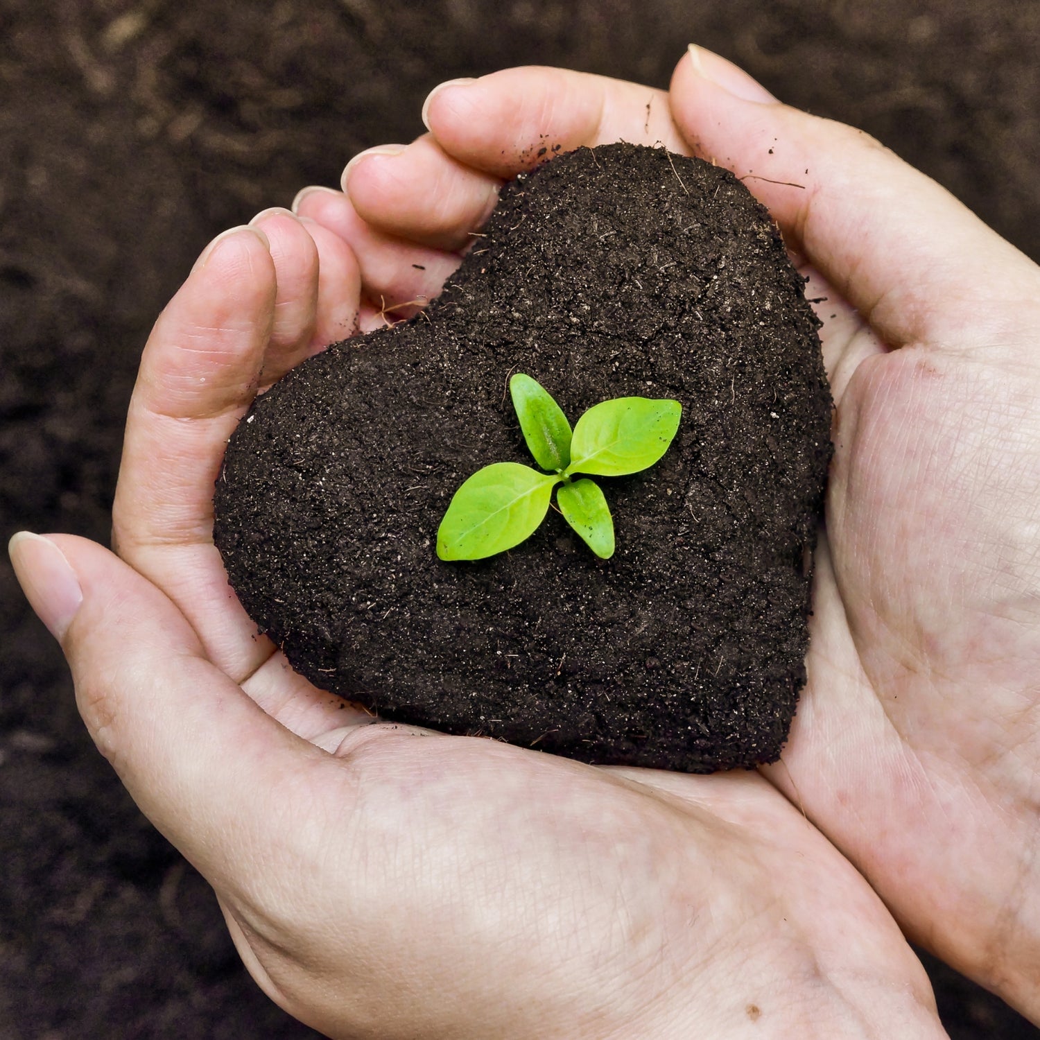 BENEFITS OF SEEDS