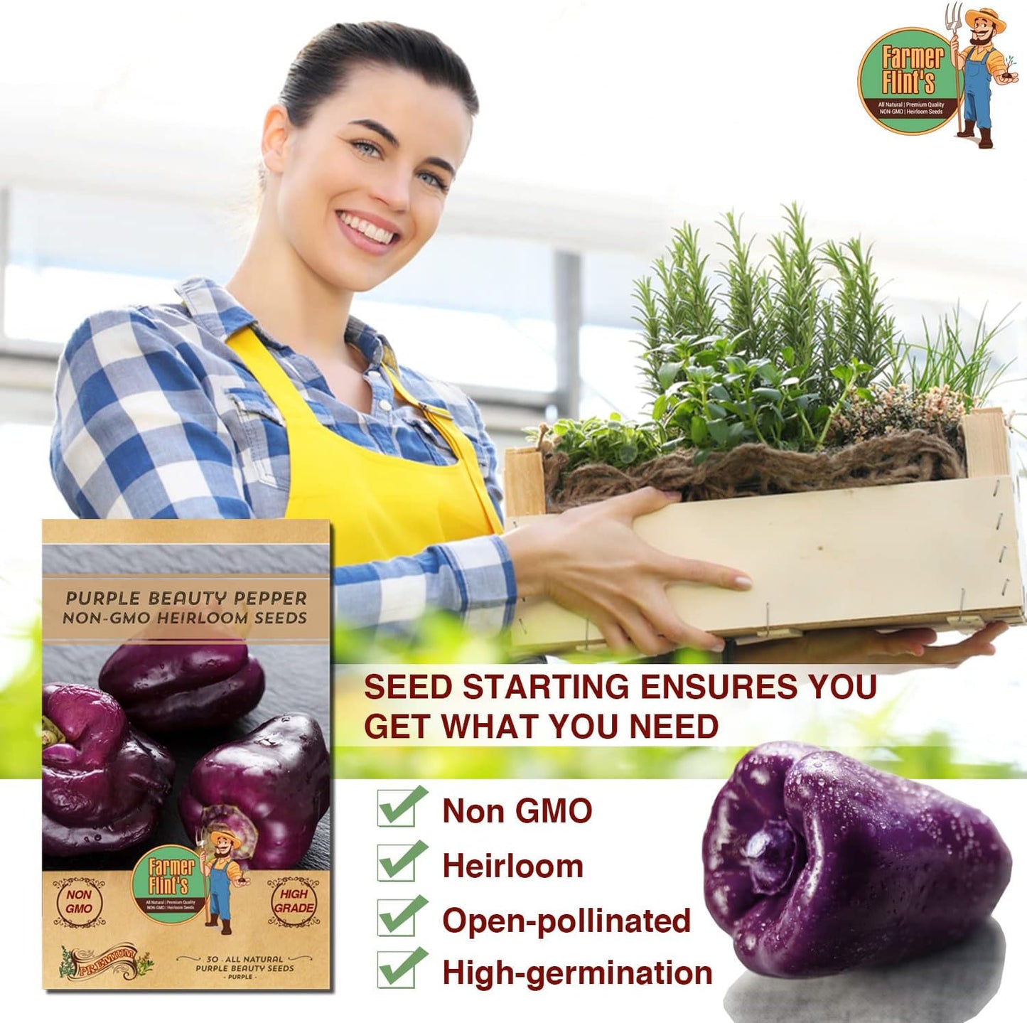 Purple Beauty Bell Pepper Seeds - Open Pollinated/Non-GMO Heirloom Seeds for Planting Outdoors/Indoors - Pack of 30 Sweet Pepper Seeds w/High Germination Rate - Growing Instructions Included