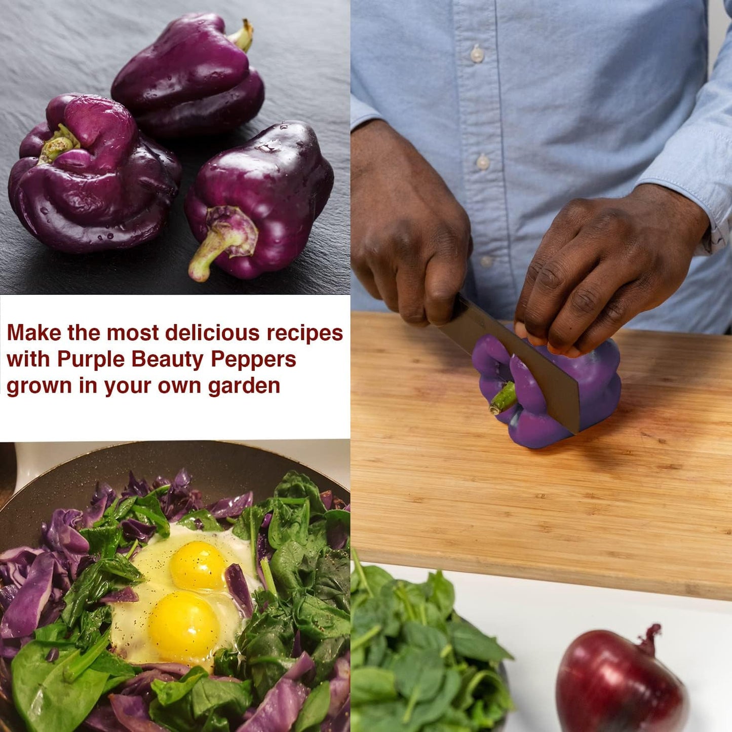 Purple Beauty Bell Pepper Seeds - Open Pollinated/Non-GMO Heirloom Seeds for Planting Outdoors/Indoors - Pack of 30 Sweet Pepper Seeds w/High Germination Rate - Growing Instructions Included