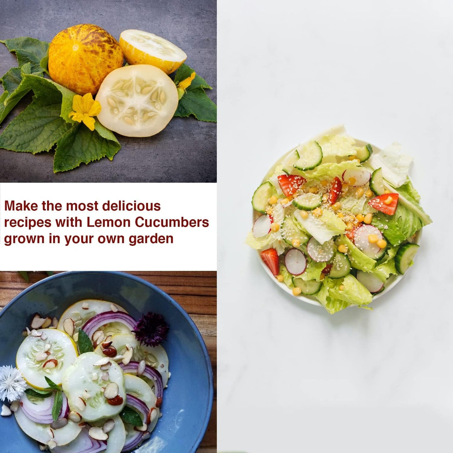 Lemon Cucumber Seeds - Non GMO/Heirloom Lemon Cucumber Seeds for Planting Home Garden - All Natural/High Grade/Open-Pollinated Yellow Cucumber Seeds - (Pack of 30)