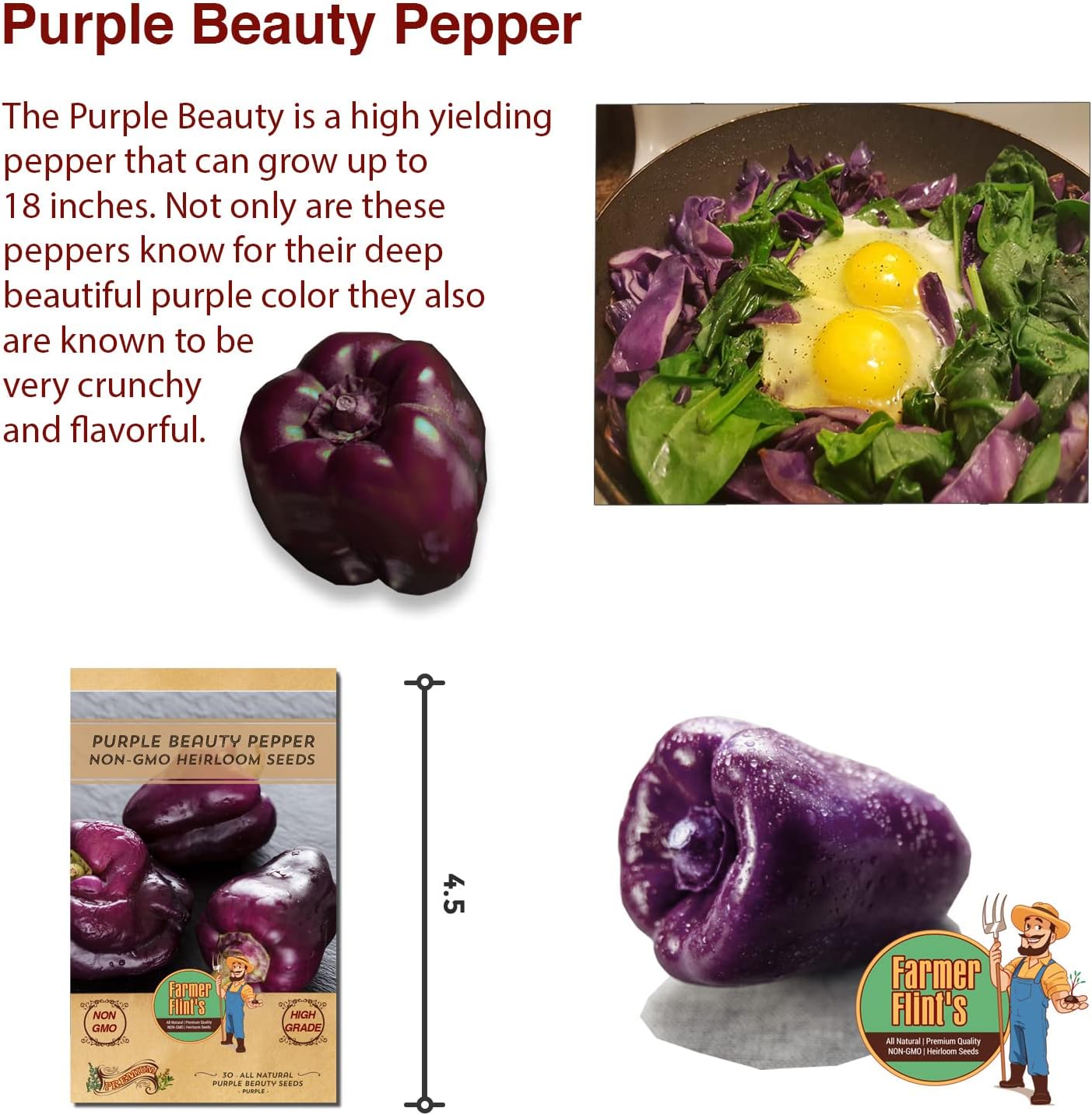 Purple Beauty Bell Pepper Seeds - Open Pollinated/Non-GMO Heirloom Seeds for Planting Outdoors/Indoors - Pack of 30 Sweet Pepper Seeds w/High Germination Rate - Growing Instructions Included