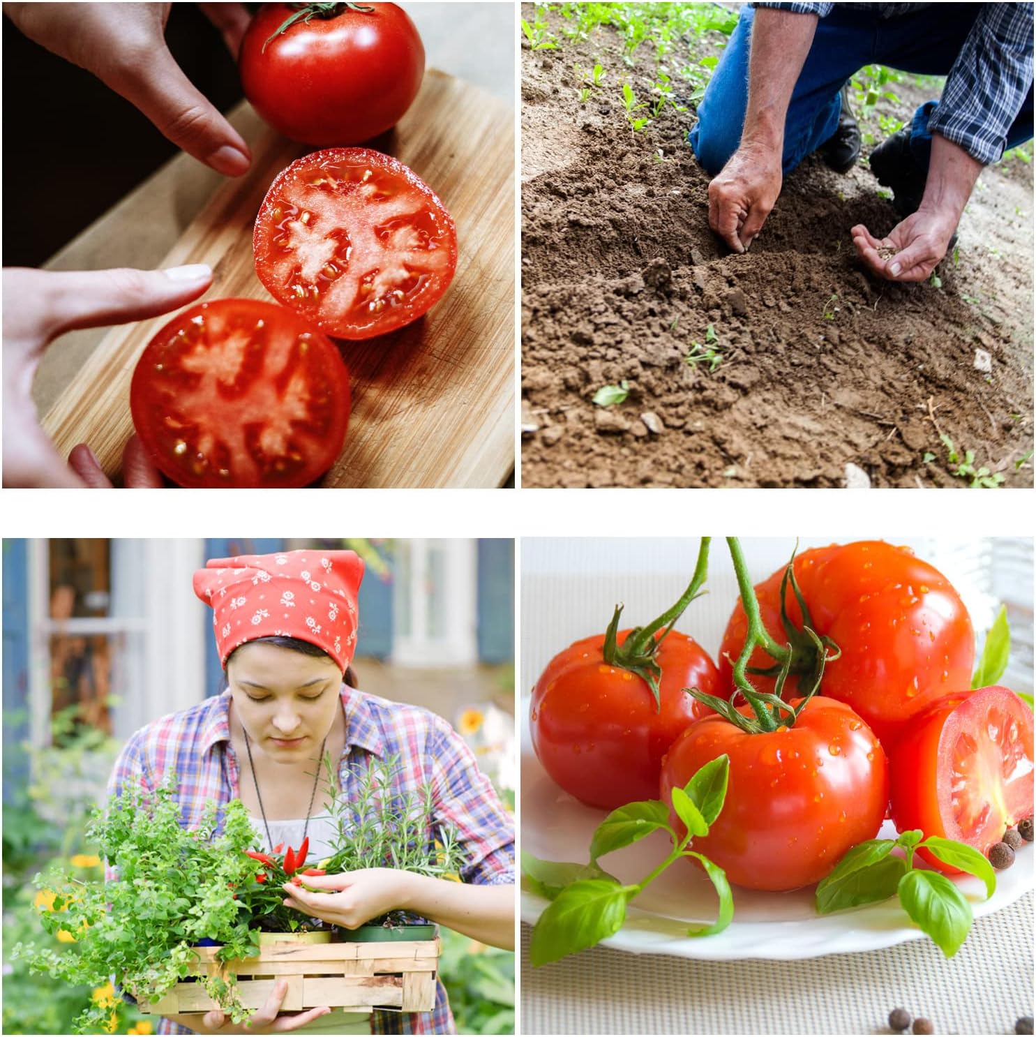 Beefsteak Tomato Seeds – Heirloom, Non-GMO, Pack of 50