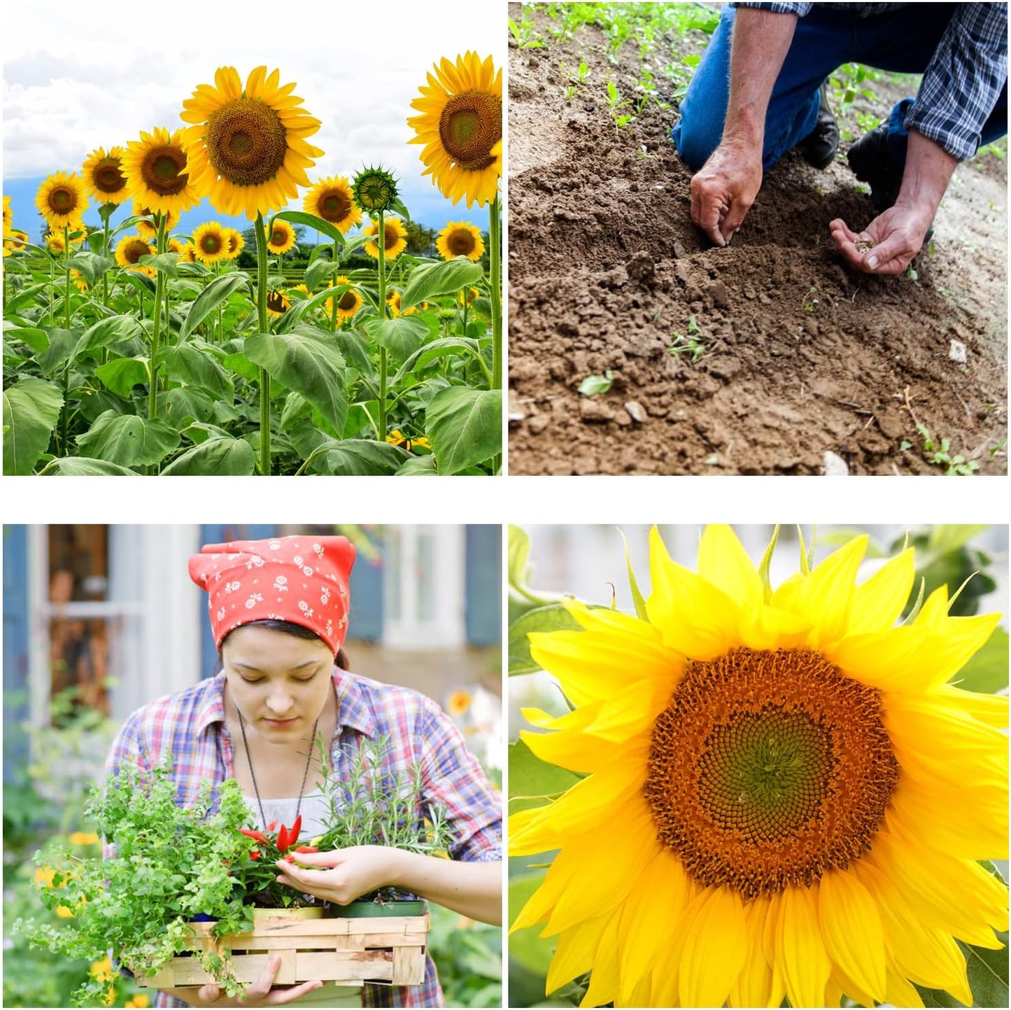 Mammoth Sunflower Seeds for Planting - Non-GMO Heirloom Seeds for Gardening Flowers Packed w/ Edible Seeds - Pack of 80 Sunflower Seeds for Your Home Garden - Planting Instructions Included