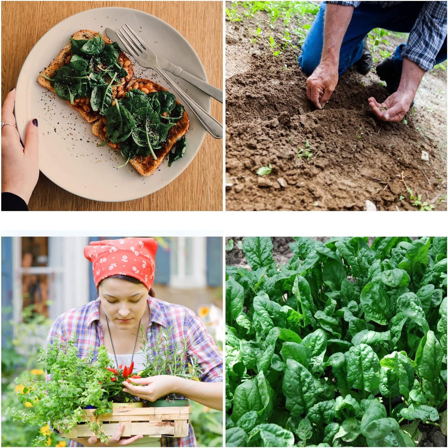 Giant Noble Spinach Seeds - Non-GMO Heirloom Spinach Leafy Vegetable Seeds - Open Pollinated Spinach Seeds for Planting Outdoors/Indoors - Pack of 80 Veggie Seeds w/ Planting Instructions