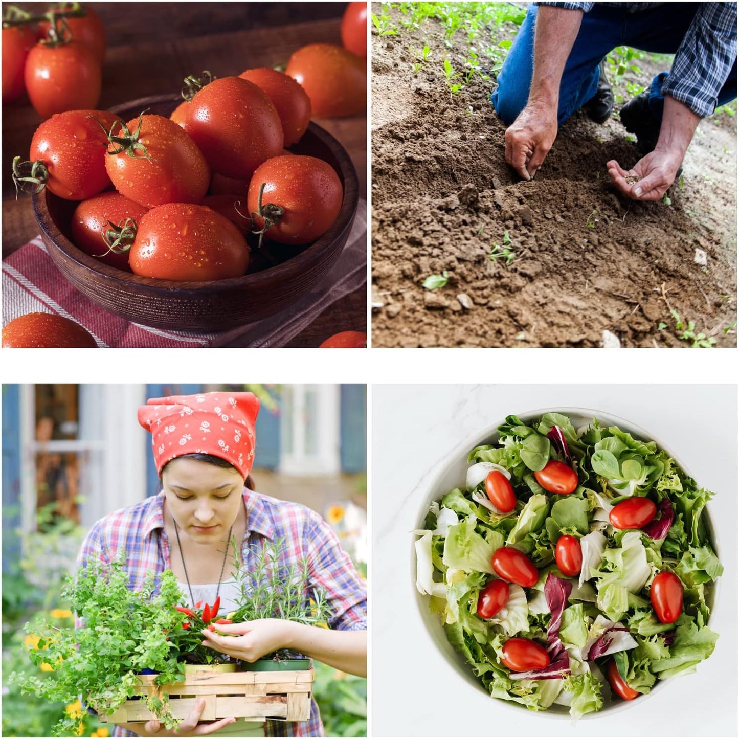 Roma VF Tomato Seeds - Non-GMO Heirloom Tomato Seeds for Planting - Red Tomato Vegetable Seeds for Planting Home Garden - Pack of 50 Open Pollinated Garden Seeds - Planting Instruction Included