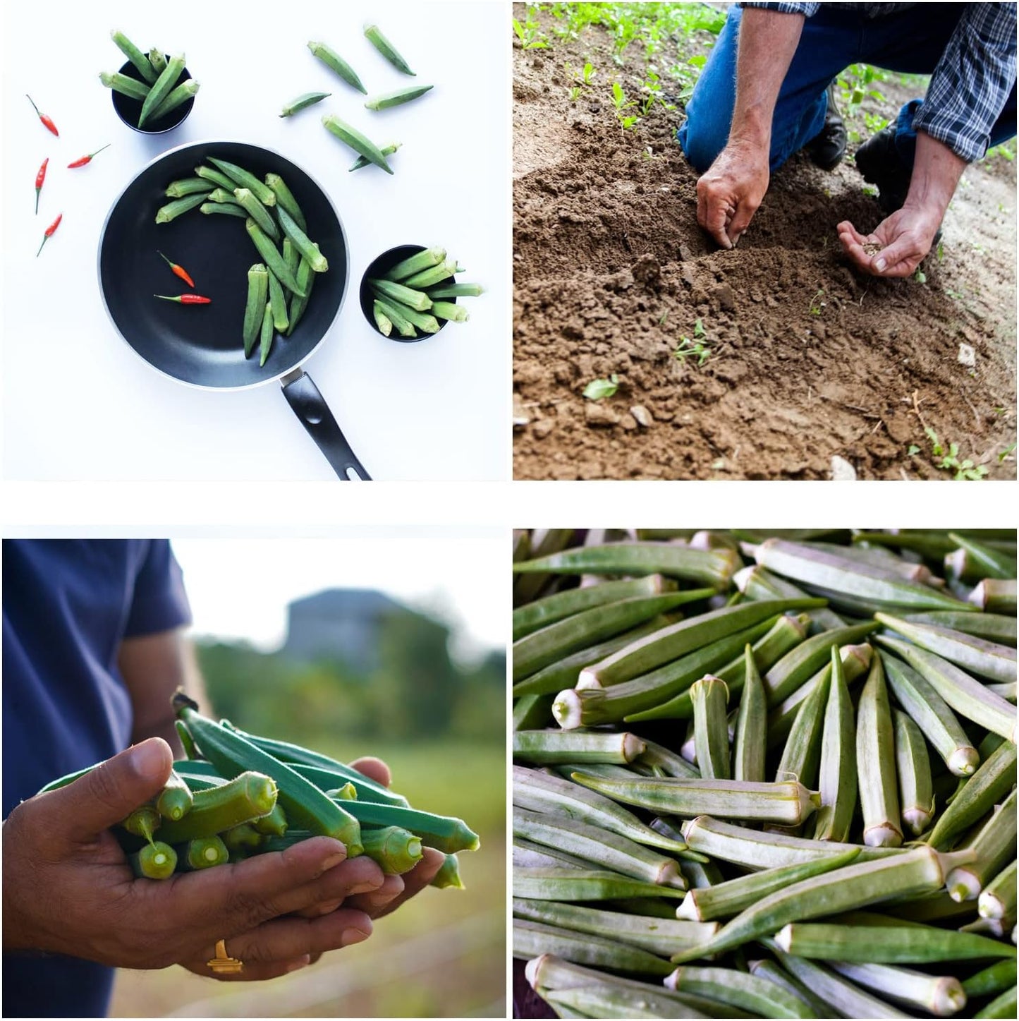 Okra Clemson Spineless Seeds - Non-GMO Heirloom Okra Seeds for Planting Home Garden - Pack of 50 Open Pollinated Vegetable Seeds - Grow Your Own Veggies w/ Okra Seeds - Planting Guide Included