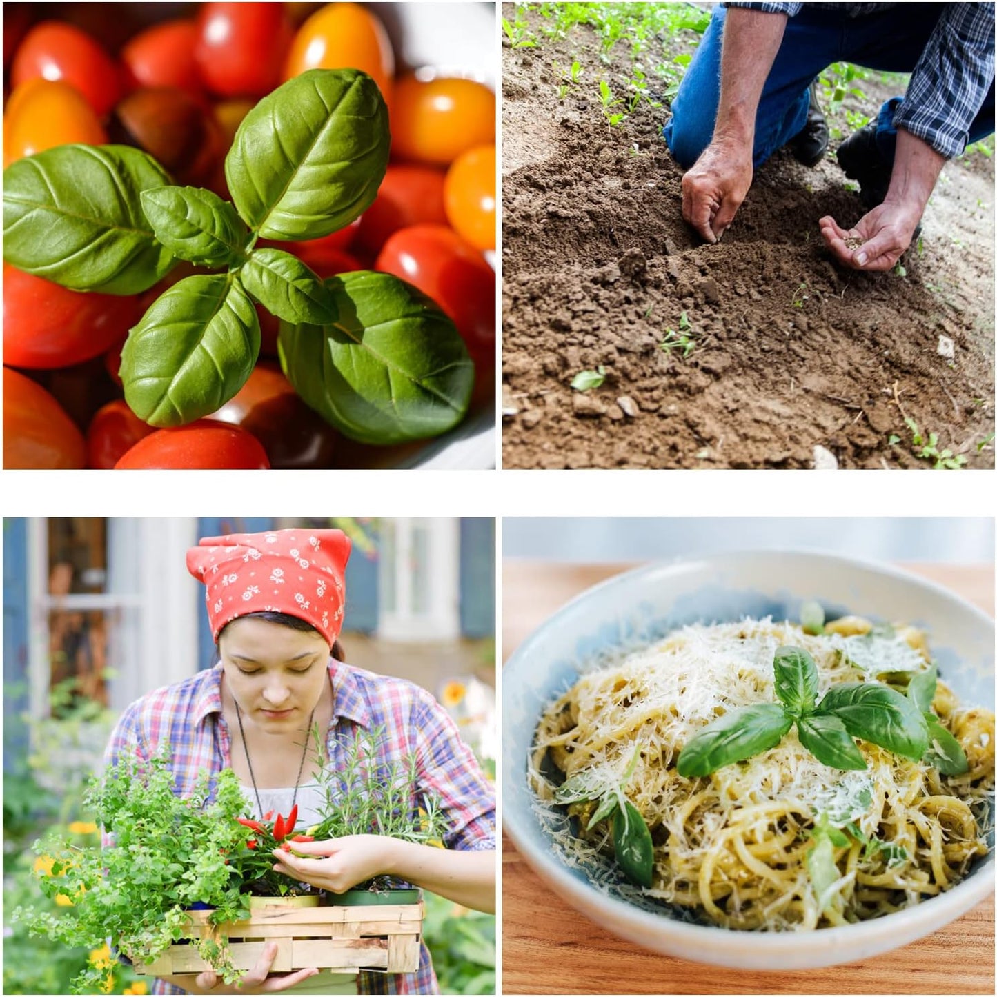 Sweet Basil Seeds - Leafy Vegetable Seeds for Planting Home Garden - Non-GMO Seeds for Planting Basil - Open Pollinated Seeds w/ High Germination Rate - 500 Basil Seed Packet w/ Growing Instructions
