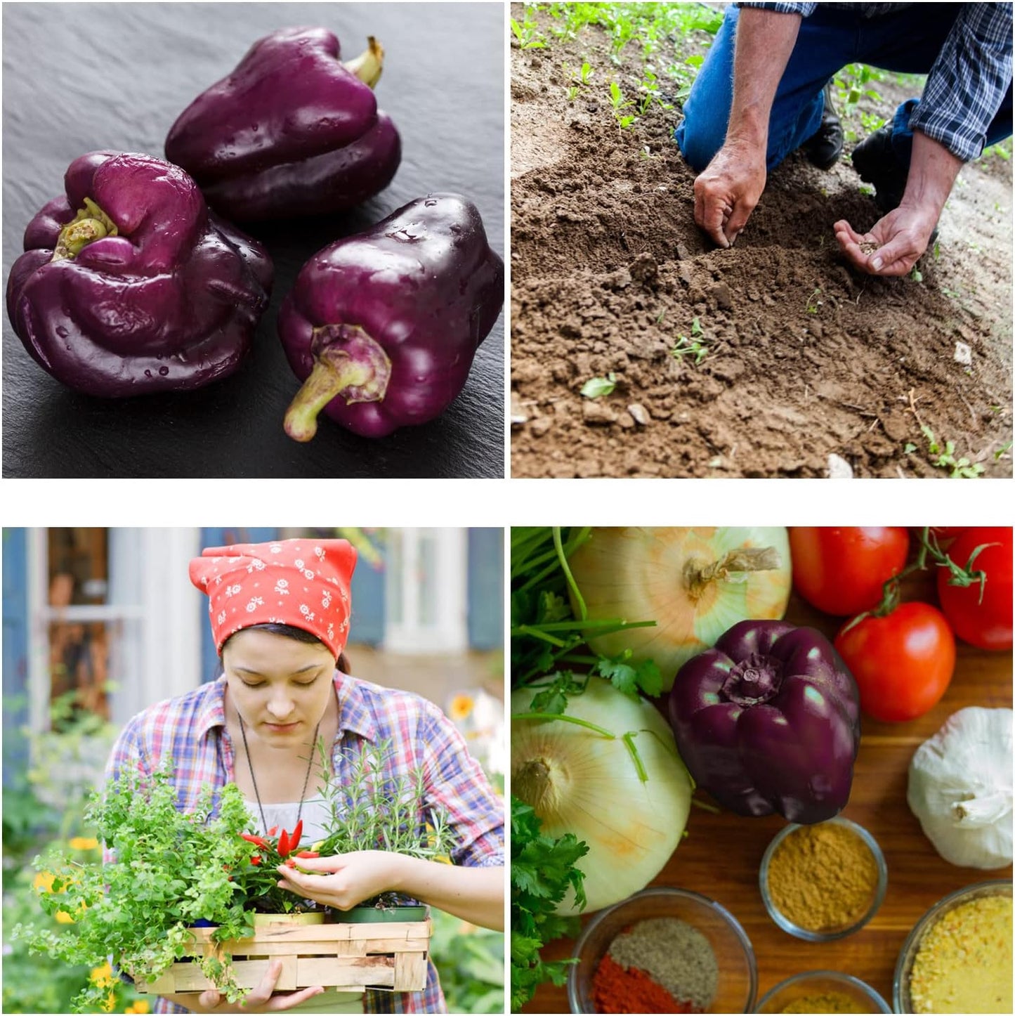 Purple Beauty Bell Pepper Seeds - Open Pollinated/Non-GMO Heirloom Seeds for Planting Outdoors/Indoors - Pack of 30 Sweet Pepper Seeds w/High Germination Rate - Growing Instructions Included