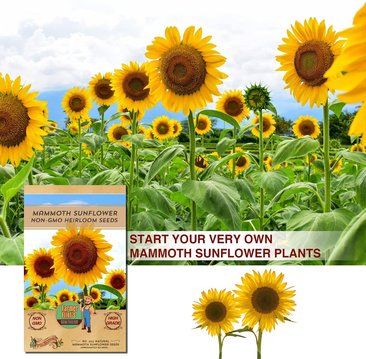 Mammoth Sunflower Seeds for Planting - Non-GMO Heirloom Seeds for Gardening Flowers Packed w/ Edible Seeds - Pack of 80 Sunflower Seeds for Your Home Garden - Planting Instructions Included