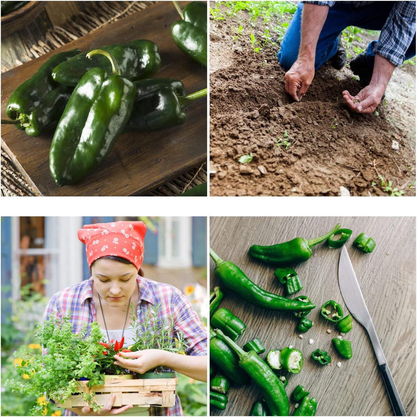 Ancho Poblano Pepper Seeds - All Natural/Open Pollinated/Non-GMO Heirloom Chili Pepper Seeds for Your Home Garden - Pack of 30 Hot Pepper Seeds for Planting - Growing Instructions Included