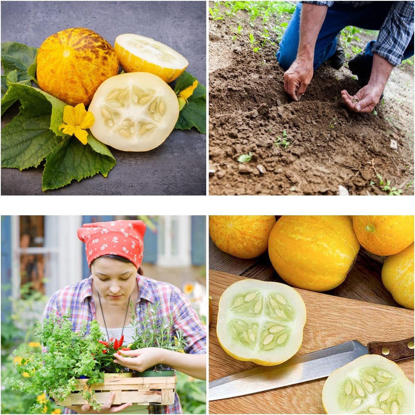 Lemon Cucumber Seeds - Non GMO/Heirloom Lemon Cucumber Seeds for Planting Home Garden - All Natural/High Grade/Open-Pollinated Yellow Cucumber Seeds - (Pack of 30)