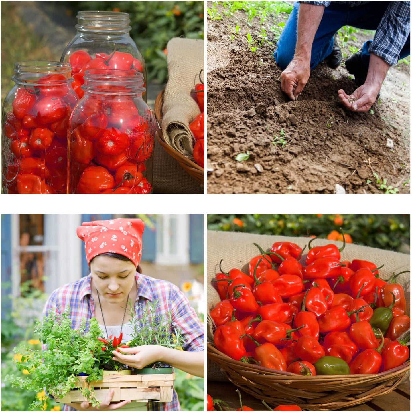 Habanero Pepper Seeds - Open Pollinated/All Natural/Non-GMO Chili Pepper Vegetable Seeds for Planting Home Garden - Pack of 30 Hot Pepper Heirloom Seeds - Growing Instructions Included